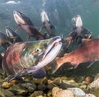 Nước Anh tìm cách đối phó cá hồi hồng xâm hại