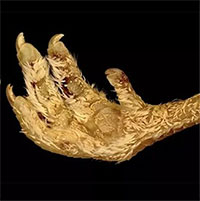 Các nhà khoa học đã biến vảy chân gà thành lông như thế nào?