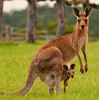 Thú có túi tiến hóa hơn con người ở điểm nào?