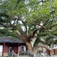 Nhân giống loại cây còn duy nhất một cá thể trên Trái đất, hiếm tới mức được bảo vệ 24/24