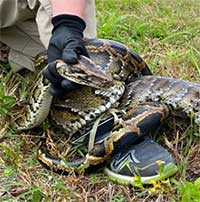 Florida treo thưởng 10.000 USD để săn trăn Miến Điện xâm hại