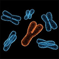 Nhiễm sắc thể Y biến mất dần, dự báo đàn ông có gene giới tính mới