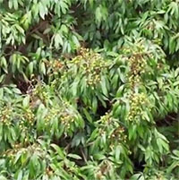 Cây vải 1.500 năm vẫn ra quả ở Trung Quốc