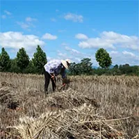 Nắng nóng ở Trung Quốc khiến lợn, thỏ và cá chết hàng loạt