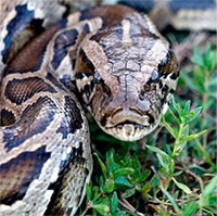 Trăn Miến Điện giúp chuột xâm chiếm Florida