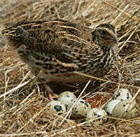 Vì sao chim cút lại là loài chim mắn đẻ nhất trong tự nhiên?