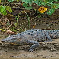 Lần đầu các nhà khoa học phát hiện cá sấu trinh sản