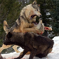 Một người đàn ông trưởng thành có thể dùng tay không đánh bại chó sói không?