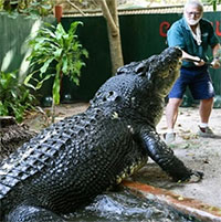 Cassius - Cá sấu nuôi nhốt lớn nhất thế giới