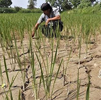 El Nino chính thức xuất hiện, hạn hán và nắng nóng thêm nghiêm trọng