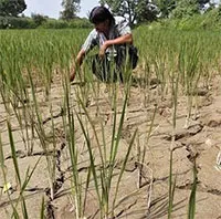 El Nino chính thức xuất hiện, hạn hán và nắng nóng thêm nghiêm trọng