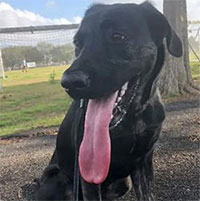 Kỷ lục Guinness tìm ra con chó có lưỡi dài nhất thế giới