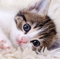 Tìm ra cách triệt sản mèo cái không cần phẫu thuật