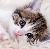 Tìm ra cách triệt sản mèo cái không cần phẫu thuật