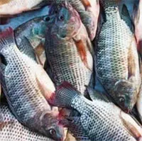 Tác hại của cá rô phi bạn phải biết càng sớm càng tốt