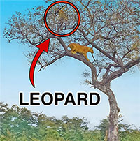 Đàn voi cứu báo hoa mai thoát khỏi sư tử