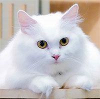 Loài mèo có thể theo dõi chủ nhân dù nằm ngoài tầm nhìn của nó