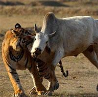 Khi gia súc sống trong đàn bị tấn công, tại sao những con khác không giúp đỡ?