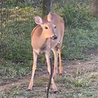 Khó tin cảnh nai ăn thịt rắn và lý do bất ngờ phía sau