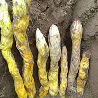 Lão nông đào đất đụng 7 "con rắn", chuyên gia "lập tức phong tỏa hiện trường!"
