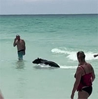 Lý giải về sự xuất hiện bất thường của gấu đen ở bãi biển Florida