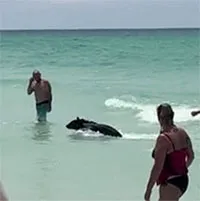 Lý giải về sự xuất hiện bất thường của gấu đen ở bãi biển Florida