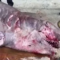 Cá mập hóa thạch sống mang thai mắc lưới ngư dân