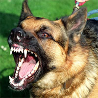 Chó cắn người nhiều hơn vào những ngày nắng nóng