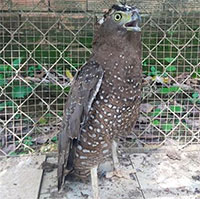 Phát hiện một cá thể diều hoa Miến Điện quý hiếm ở Bình Phước