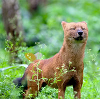 Loài chó hoang kỳ lạ có thể giết được hổ
