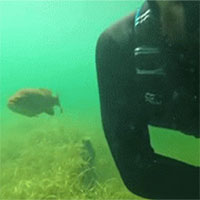 Kỳ lạ người đàn ông kết bạn với một con cá hẹn gặp nhau định kỳ