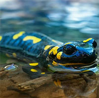 Bí ẩn về loài kỳ nhông có thể dùng năng lượng Mặt trời để làm thức ăn