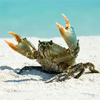 Vì sao ngày càng có nhiều loài động vật tiến hóa để thành cua?