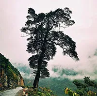 "Cây cô đơn" đẹp nhất ở Việt Nam: Có tuổi đời hàng thế kỷ, thân cây rộng 5 người ôm không hết