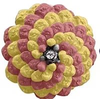 Hoá thạch 400 triệu năm làm thay đổi suy nghĩ về xoắn ốc Fibonacci