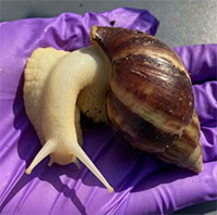 Ốc sên khổng lồ khiến dân Mỹ điêu đứng