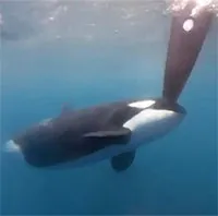 ジブラルタル沖でシャチがレース艇2隻を襲撃