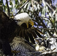 Đại bàng đầu trắng nuôi chim ưng như con ruột