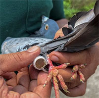 Vì sao giữa thời đại kỹ thuật số, Ấn Độ vẫn sử dụng chim bồ câu đưa thư?