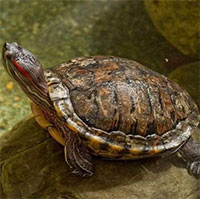 Nhiệt độ ảnh hưởng đến giới tính của rùa