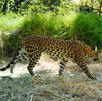 Loài báo đốm quý hiếm đang dần biến mất ở Campuchia