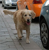 Vì sao chó phóng uế ngoài đường, câu trả lời sẽ khiến bạn bất ngờ