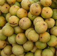 Lợi ích tuyệt vời của quả dâu da đất bạn nên biết