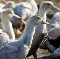 Giới khoa học tìm ra 