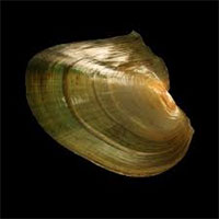 Loài trai tạo ngọc có thể giúp cải tiến điện thoại gập