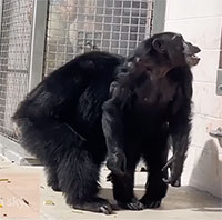 Tinh tinh nuôi nhốt 28 tuổi lần đầu nhìn thấy bầu trời