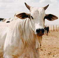 Con bò đắt nhất thế giới có giá 4,3 triệu USD