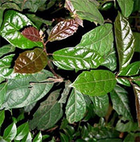 Cây xạ đen chữa bệnh gì?