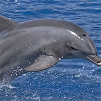 Tại sao Nga huấn luyện cá heo bảo vệ căn cứ hải quân?