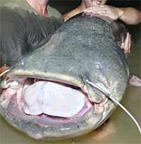 Bắt được cá trê khổng lồ ở Tây Ban Nha